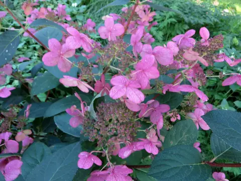 Fehér-rózsaszín virágú bugás hortenzia / Hydrangea paniculata 'Early Sensation' ®