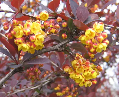 Vérborbolya / Berberis ottawensis 'Superba'