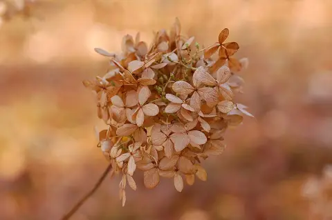 Lime színű bugás hortenzia / Hydrangea paniculata 'Limelight' ®