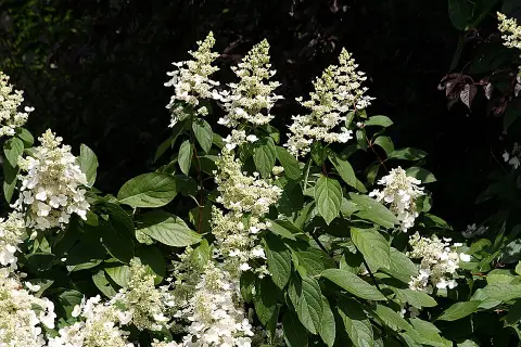 Fehér virágú, törpe növekedésű bugás hortenzia / Hydrangea paniculata 'Little Spooky' ®