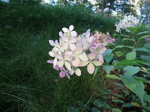 Fehér, óriás virágú bugás hortenzia / Hydrangea paniculata 'Phantom'