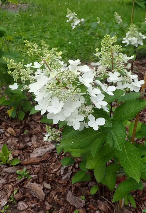 Rózsaszín virágú bugás hortenzia / Hydrangea paniculata 'Pinky-Winky' ®