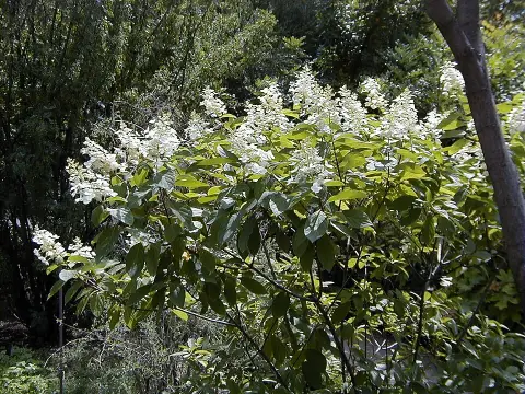 Fehér virágú bugás hortenzia / Hydrangea paniculata 'Unique'