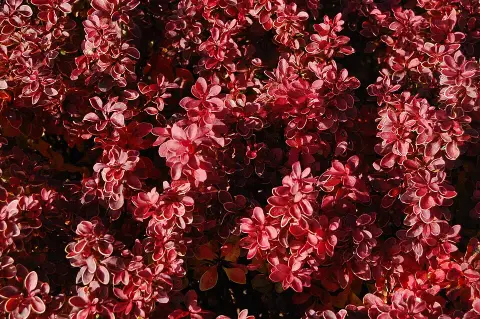 Piros levelű, sárga levélszélű, törpe japán vérborbolya / Berberis thunbergii 'Admiration' ®