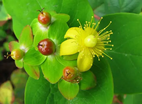 Bogyós orbáncfű / Hypericum androsaemum