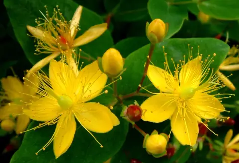 Bogyós orbáncfű / Hypericum x inodorum 'Annabell'