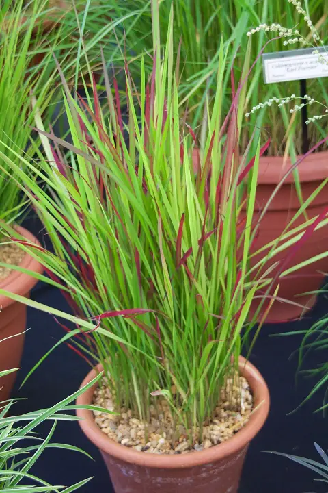 Japán vérfű / Imperata cylindrica 'Red baron'