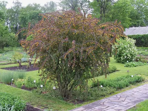 Japán vérborbolya / Berberis thunbergii 'Atropurpurea'