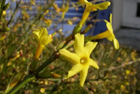 Téli jázmin / Jasminum nudiflorum