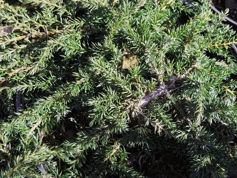 Zöld levelű terülő boróka / Juniperus communis 'Green Carpet'