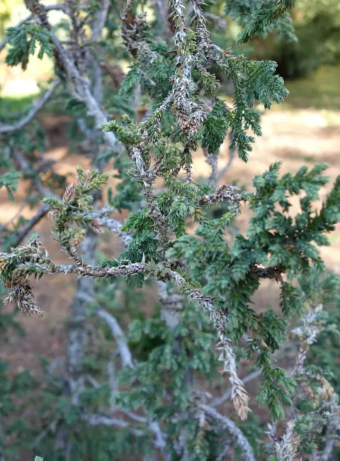 Himalájai törpe boróka / Juniperus pingii 'Loderi'