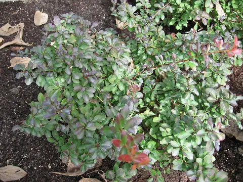 Törpe japán vérborbolya / Berberis thunbergii 'Atropurpurea Nana'