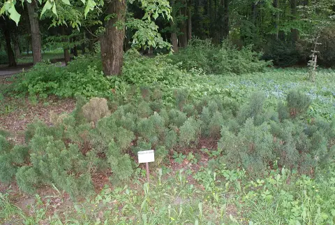 Zöld levelű nehézszagú kúszóboróka / Juniperus sabina 'Tamariscifolia'