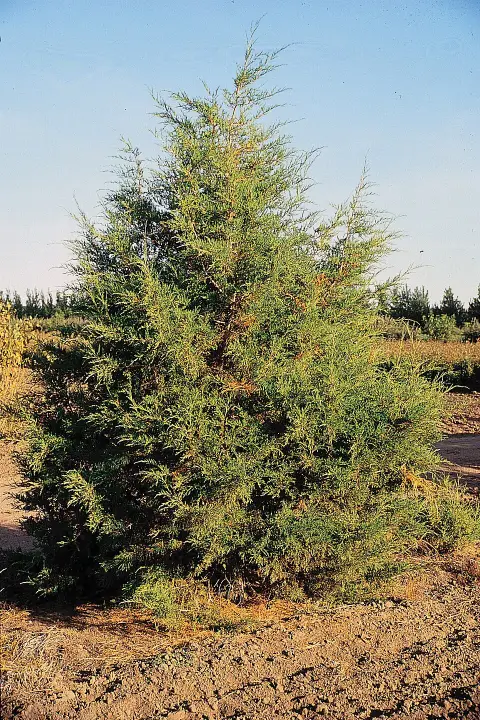Oszlopos oregoni boróka / Juniperus scopulorum 'Moonglow'