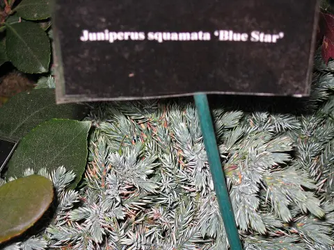 Kék levelű törpe kúszóboróka / Juniperus squamata 'Blue Star'
