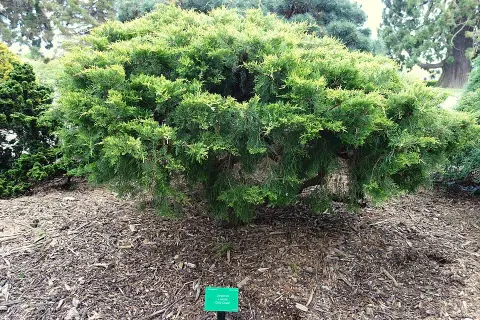 Sárga levelű kúszóboróka / Juniperus x media 'Gold Coast'