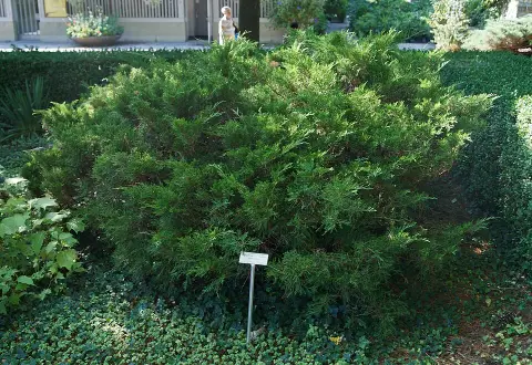 Sárga levelű kúszóboróka / Juniperus x media 'Gold Star'