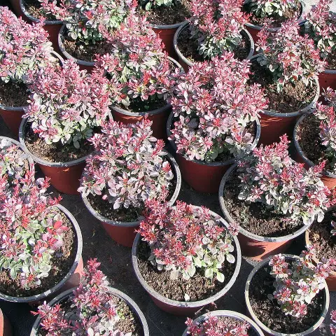 Törpe japán vérborbolya / Berberis thunbergii 'Bagatelle'