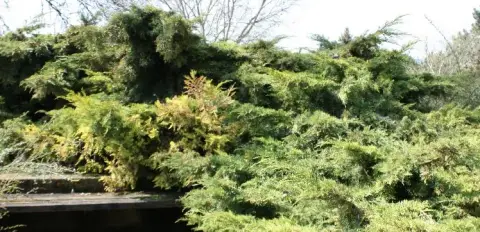 Sárga levelű kúszóboróka / Juniperus x media 'Old Gold'