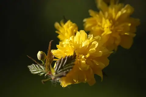 Telt virágú boglárkacserje / Kerria japonica 'Pleniflora'