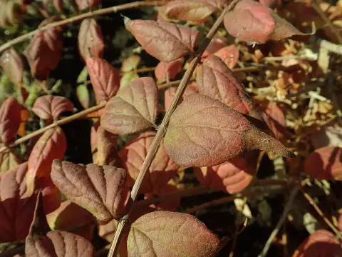 Rózsaszín virágú viráglonc / Kolkwitzia amabilis 'Pink Cloud'