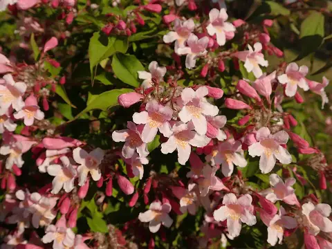 Rózsaszín virágú viráglonc / Kolkwitzia amabilis 'Pink Cloud'