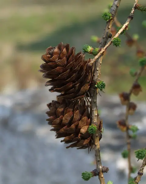 Európai vörösfenyő / Larix decidua