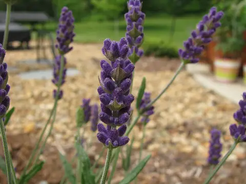 Sötétlila virágú angol levendula / Lavandula angustifolia 'Hidcote'