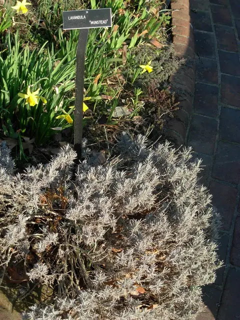Sötétlilás-kék virágú angol levendula / Lavandula angustifolia 'Munstead'