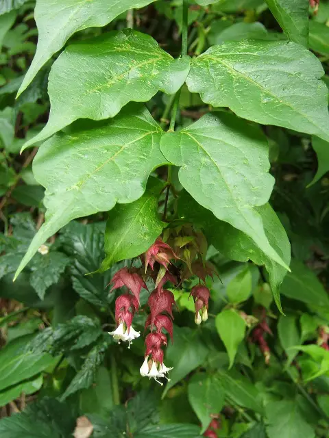 Himalájai fácánbogyó / Leycesteria formosa