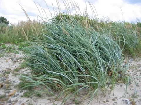 Homoki hajperje / Leymus arenarius 'Blue Danube'