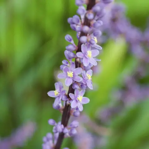 Gyöngyikés gyepliliom / Liriope muscari 'Big Blue'