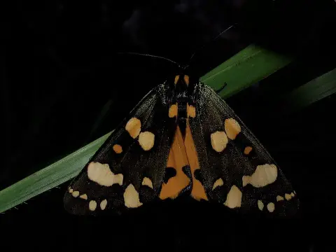 Kamcsatkai mézbogyó / Lonicera caer. Kamtschatica 'Duet'