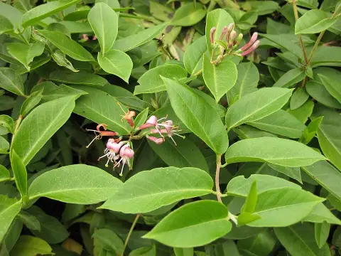 Borostáslevelű örökzöld kúszólonc / Lonicera henryi 'Copper Beauty'