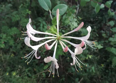 Narancsos-lilás virágú kúszólonc / Lonicera periclymenum 'Chojnice'