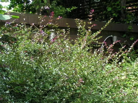 Talajtakaró lonc / Lonicera pileata