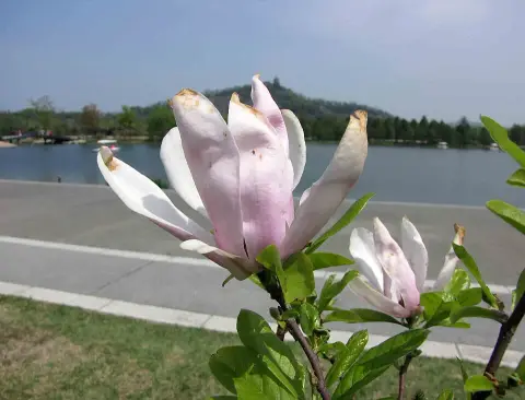 Rózsaszín virágú liliomfa / Magnolia 'George Henry Kern'
