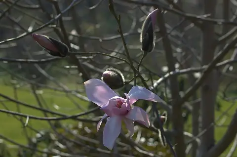 Rózsaszín virágú liliomfa / Magnolia loebneri 'Leonard Messel'