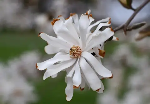 Fehér, csillagvirágú liliomfa / Magnolia stellata 'Royal Star'