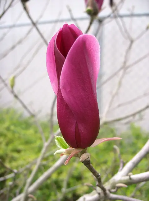Bíbor színű liliomfa / Magnolia 'Susan'