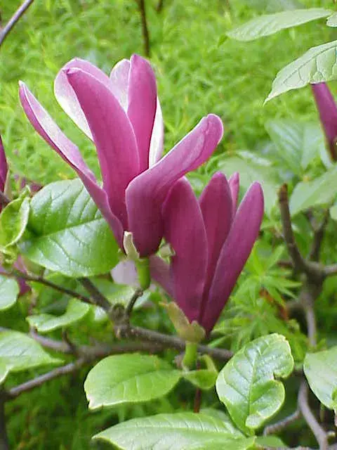 Rózsaszín virágú liliomfa / Magnolia x liliflora 'Betty'