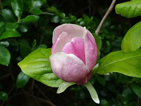 Rózsaszín, nagyvirágú liliomfa / Magnolia x soulangeana