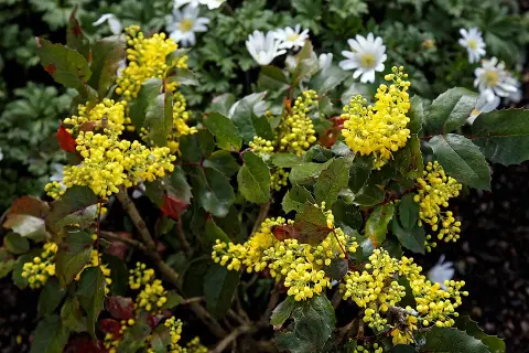 Mahónia / Mahonia aquifolium 'Apollo'