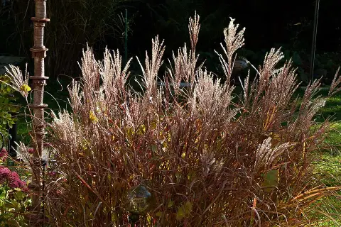 Molnárpántlika / Miscanthus sinensis 'Ferner Osten'