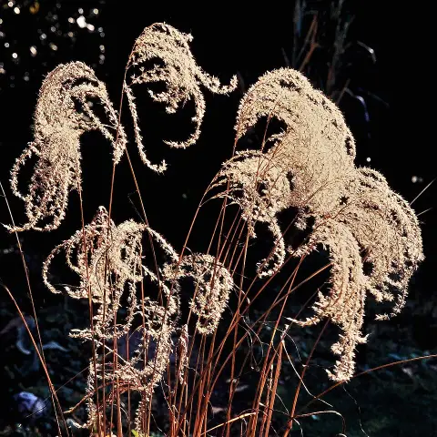 Japánfű / Miscanthus sinensis 'Malepartus'