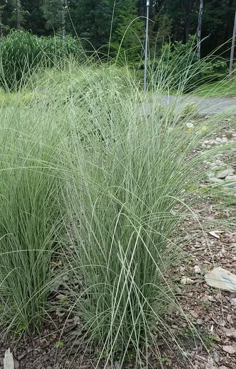 Fehér-tarka levelű kínai virágosnád / Miscanthus sinensis 'Morning Light'