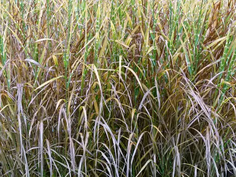 Zebranád / Miscanthus sinensis 'Strictus'