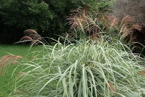 Ezüstös-barnás tollú kínai virágosnád / Miscanthus sinensis 'Variegatus'