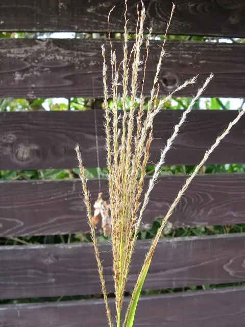 Csíkos zebrafű / Miscanthus sinensis 'Zebrinus'