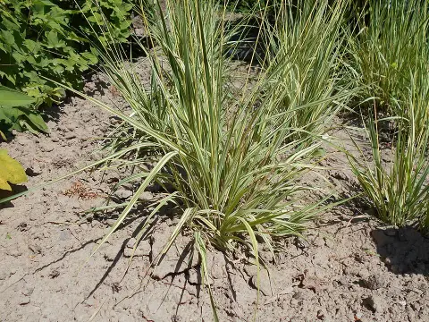 Tarka kékperje / Molinia caerulea 'Variegata'